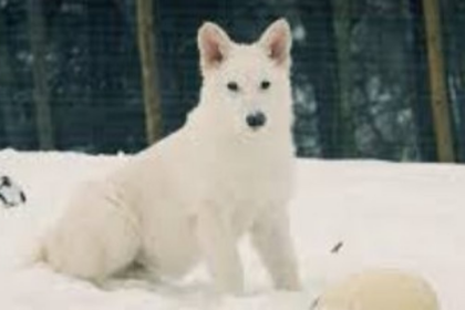 Scientists Successfully Bring Dire Wolves Back from Extinction Using Genetic Engineering