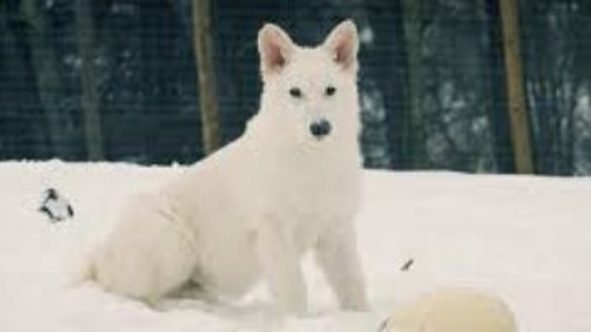 Scientists Successfully Bring Dire Wolves Back from Extinction Using Genetic Engineering