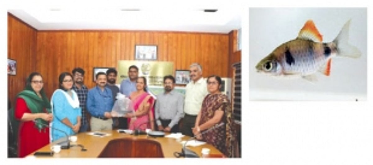 Scientists successfully breed Goa’s iconic ‘Indigo Barb’ fish in captivity to conserve threatened species