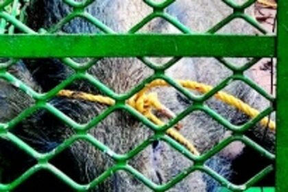 Scooter hits wild boar in Usgao:  Rider injured, boar succumbs