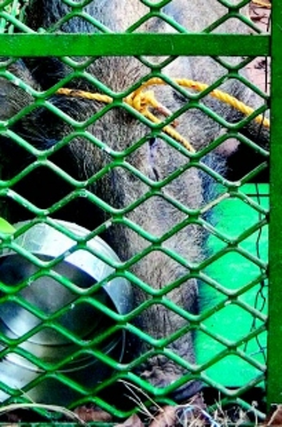 Scooter hits wild boar in Usgao:  Rider injured, boar succumbs