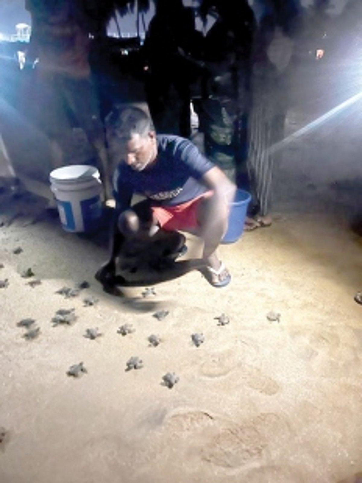 Sea turtle hatchlings  rescued at Baina beach, released back into the sea