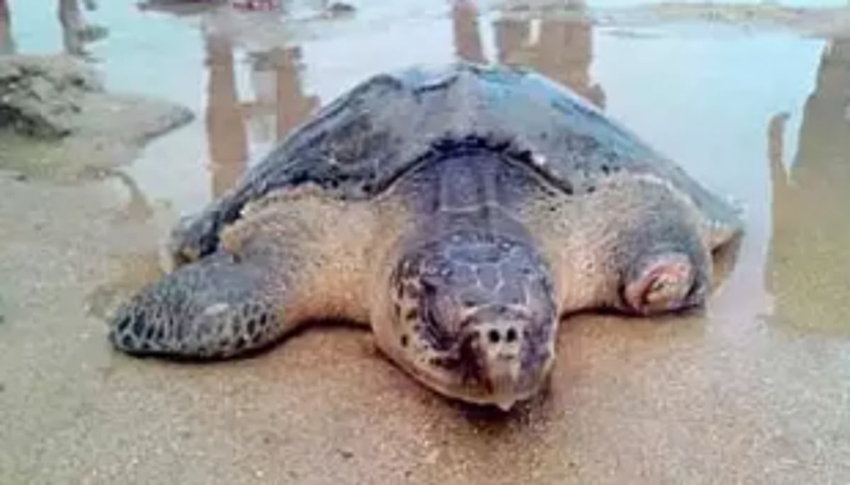 Sea turtle rescued at Sernabatim
