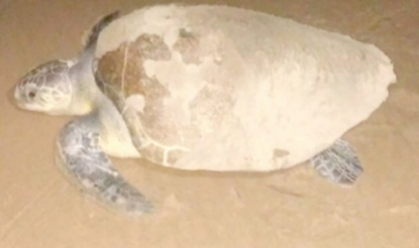 Sea turtles rescued at Agonda 1 Sea turtles rescued at Agonda