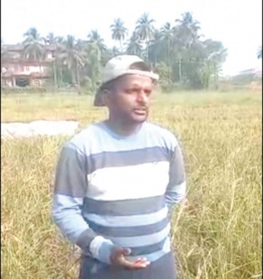 Seafarer docks on field with mud for  western bypass, grows organic black rice