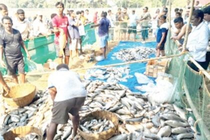 Seafood lovers make beeline at Curtorim’s Mai-Tollem to bag freshly-harvested fish