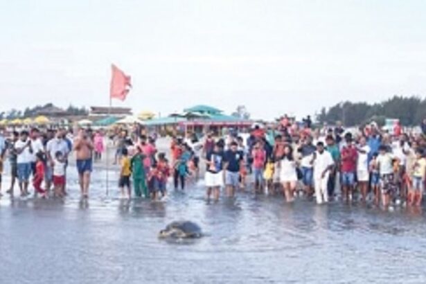 Second Olive Ridley turtle  lays 112 eggs at Galgibag