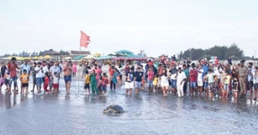 Second Olive Ridley turtle  lays 112 eggs at Galgibag