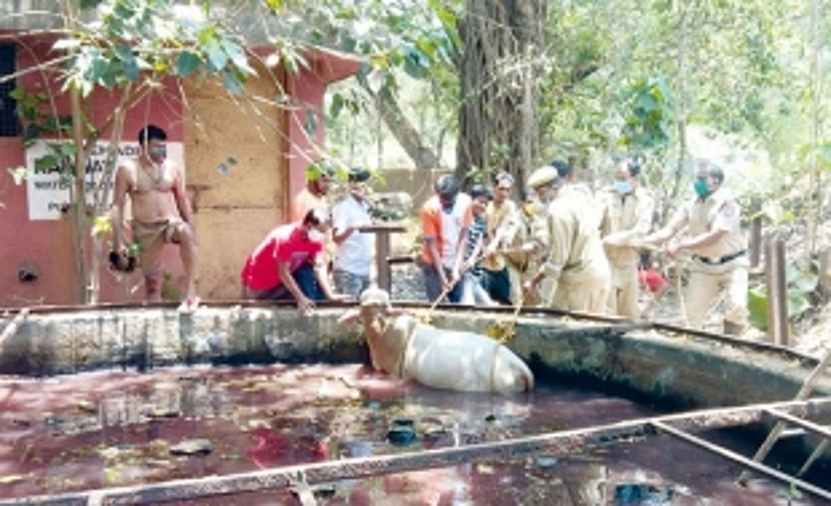 Second ox rescued from Railway  yard well in last 11 days