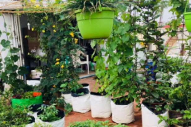Seeding ‘VegFast’ technology likely to turn rooftop farming trendy in Goa