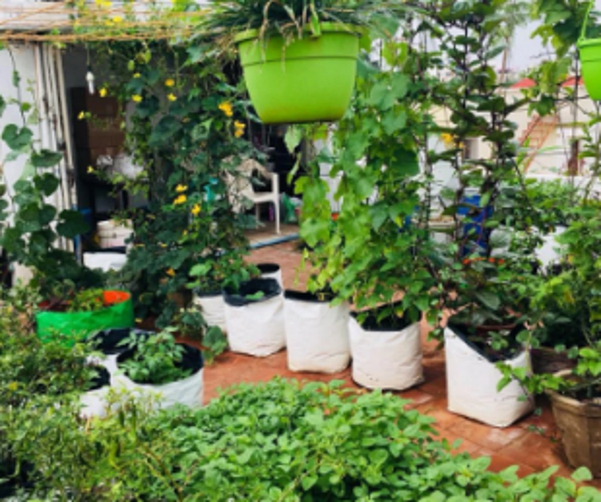 Seeding ‘VegFast’ technology likely to turn rooftop farming trendy in Goa