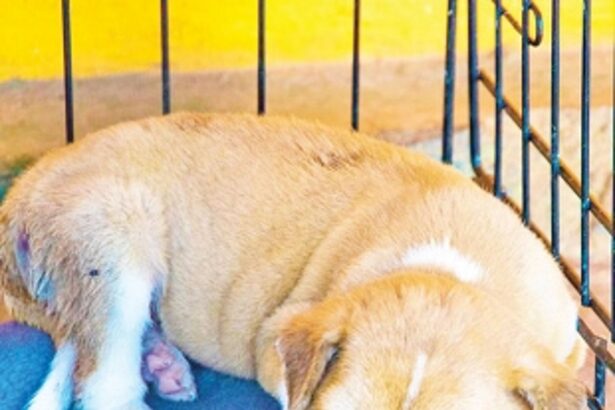 Seek a pet to ride out COVID-19 crisis, ARC urges locals