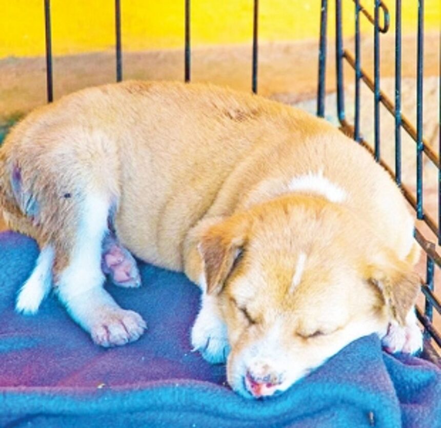 Seek a pet to ride out COVID-19 crisis, ARC urges locals