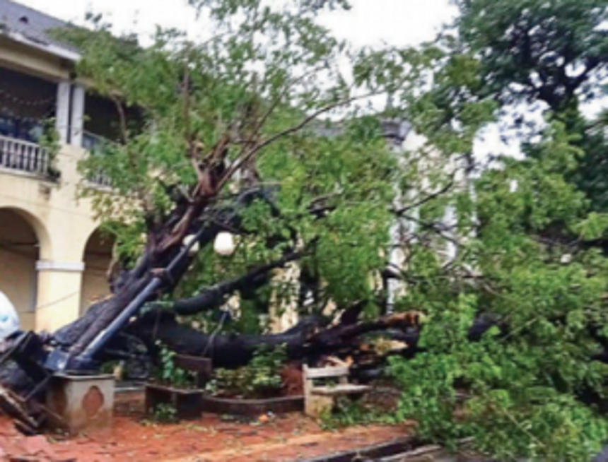 Several trees fall in Vasco 1 Several trees fall in Vasco