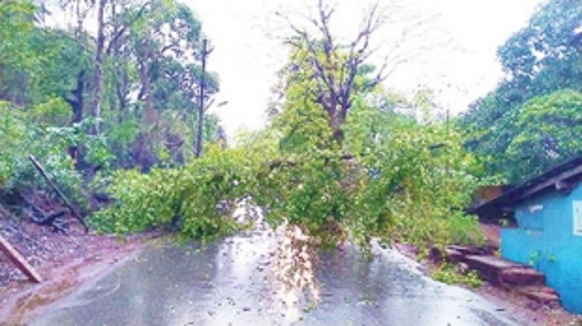 Several trees uprooted in Ponda taluka