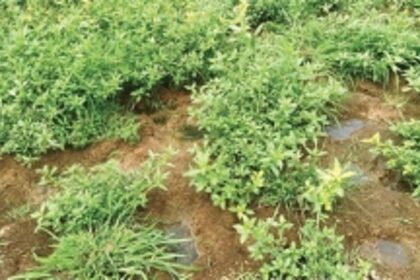 Sewage, waste water released  in traditional lake at Verna; villagers, nature lovers shocked