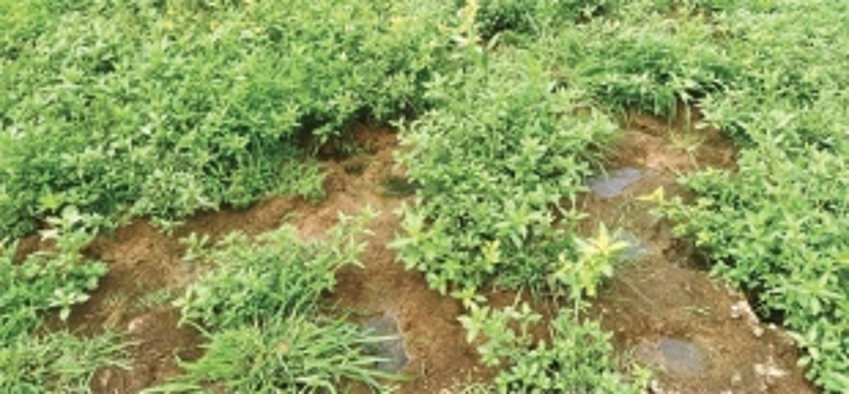 Sewage, waste water released  in traditional lake at Verna; villagers, nature lovers shocked