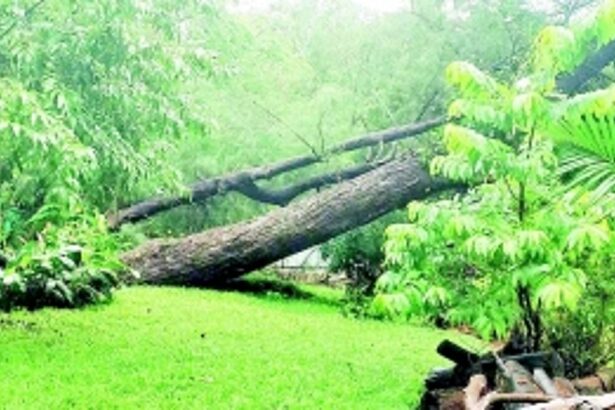 Shah Jahan’s Kala Academy inundated, trees uprooted due to heavy showers