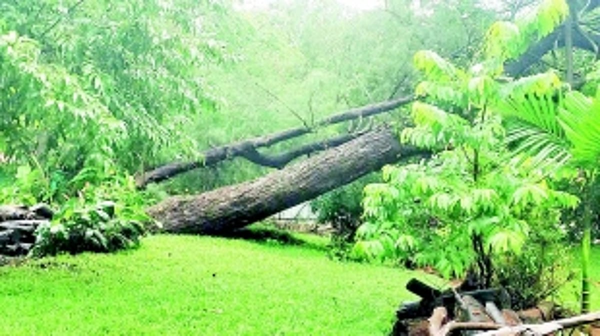 Shah Jahan’s Kala Academy inundated, trees uprooted due to heavy showers