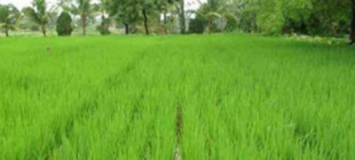 She wants to be a farmer; all she asks is for an Agricultural office in Mormugao