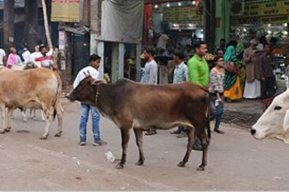 Shetye Demands Strict Action Against Stray Cattle Threatening Road Safety