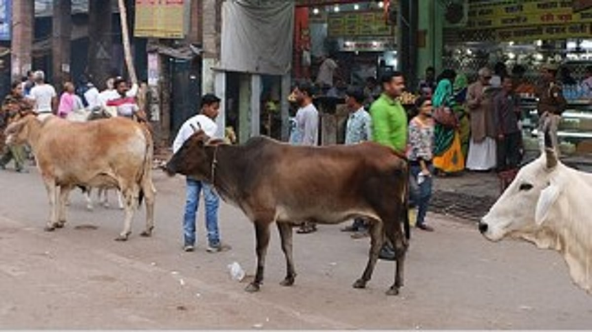 Shetye Demands Strict Action Against Stray Cattle Threatening Road Safety 1 Shetye Demands Strict Action Against Stray Cattle Threatening Road Safety