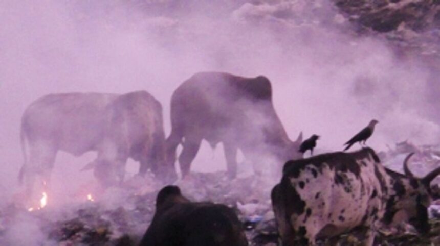 Shift animals from the garbage treatment plant, urge Bicholim residents