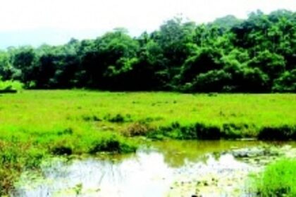 Shiroda’s Moingal Tollem set to become  4th wetland in village
