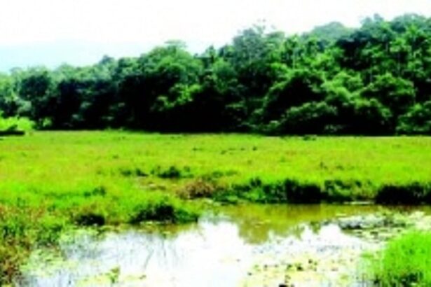 Shiroda’s Moingal Tollem set to become  4th wetland in village