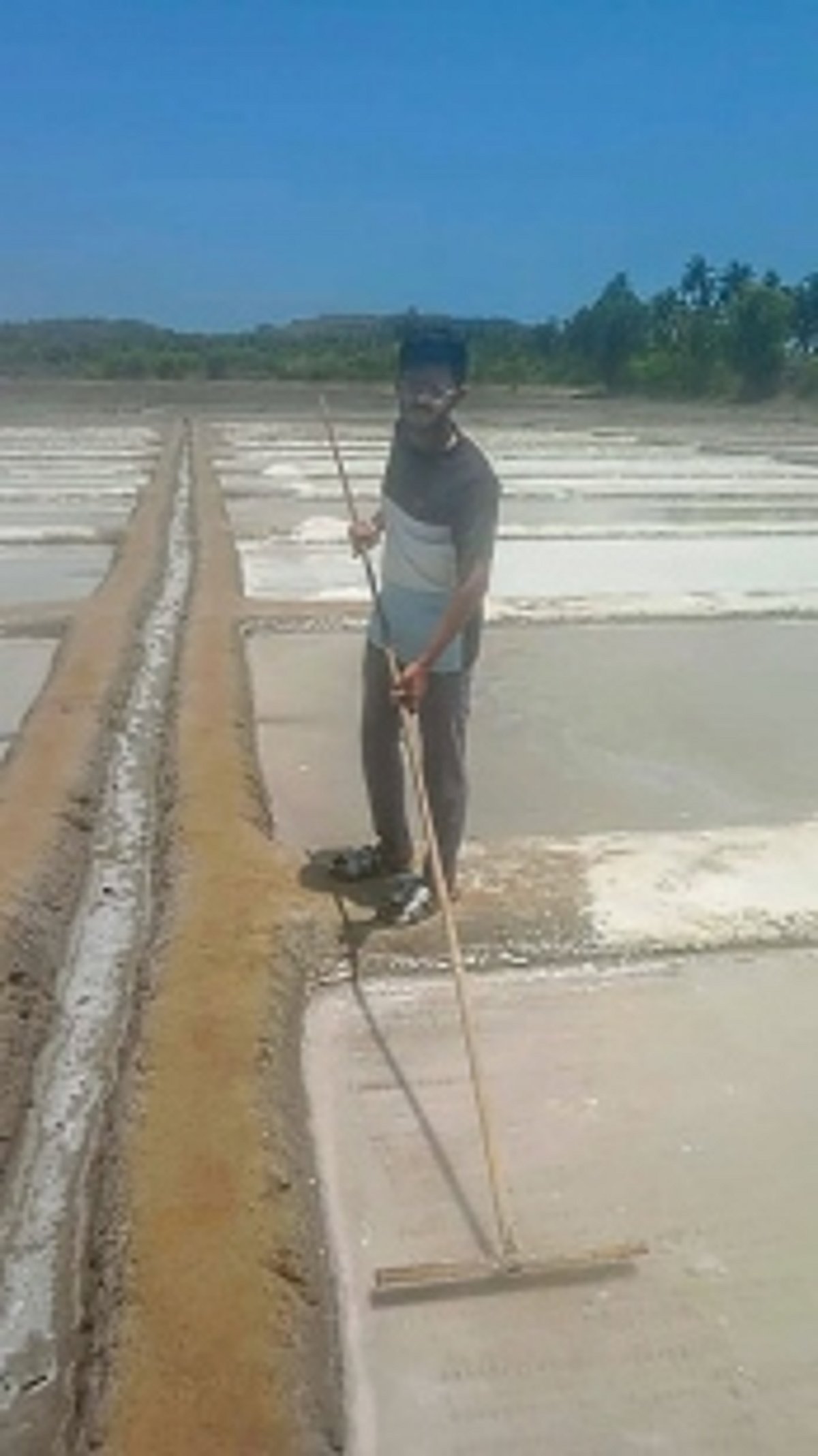 Shiroda’s ancient salt pans continue  to sustain Goan livelihoods