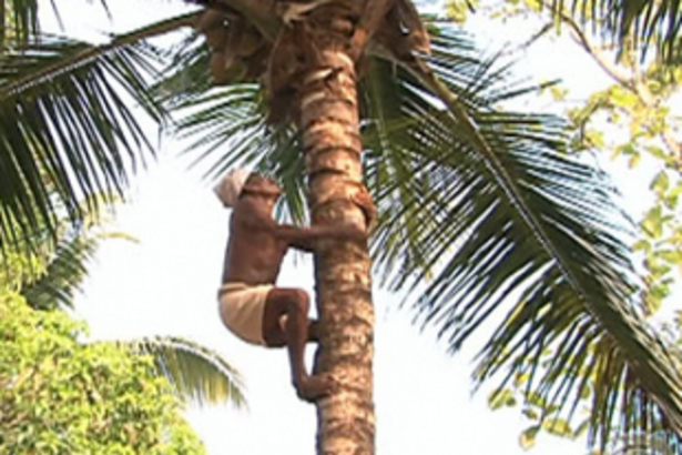 Shortage of coconut pluckers  worries Ponda locals & farmers