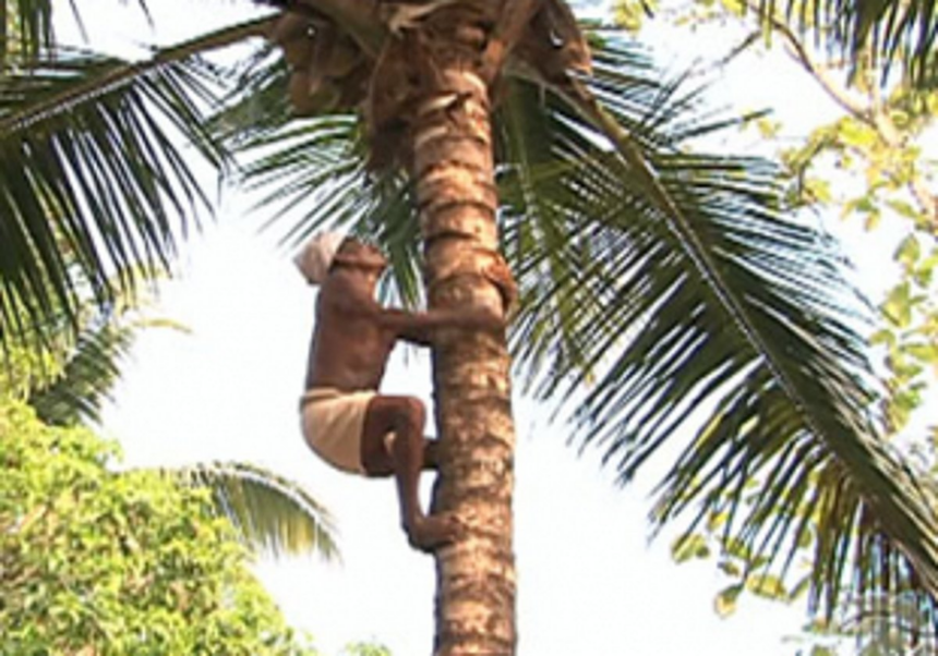 Shortage of coconut pluckers worries Ponda locals & farmers