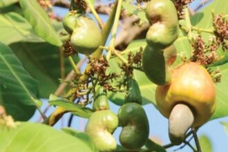 Shot in the arm for cashew nut cultivation in Goa