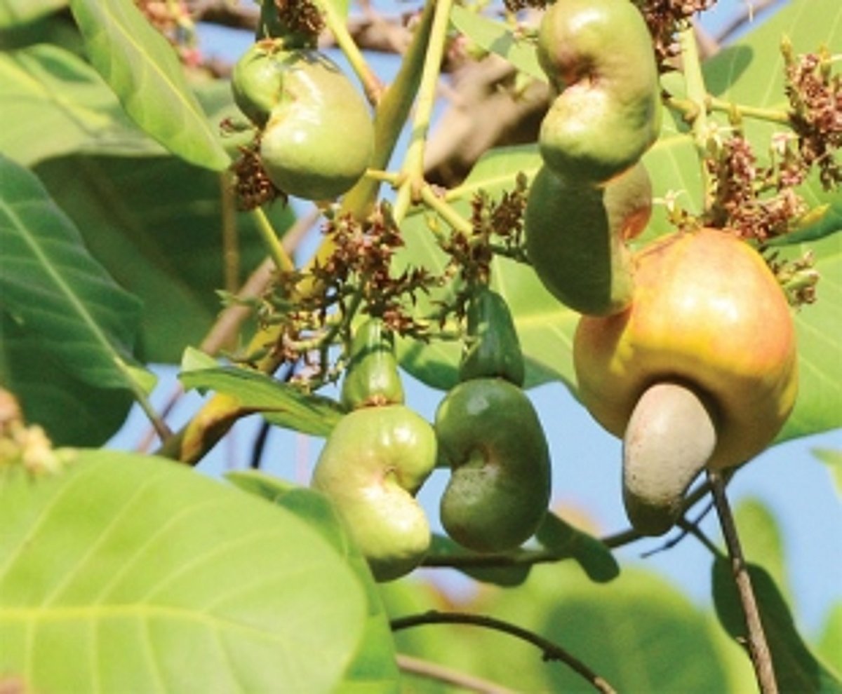Shot in the arm for cashew nut cultivation in Goa