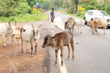 Shristhal BMC ties reflective straps for stray cattle in Canacona
