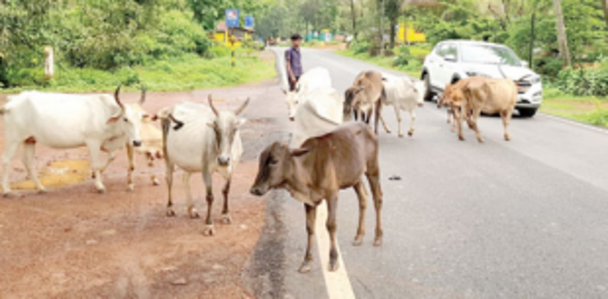 Shristhal BMC ties reflective straps for stray cattle in Canacona