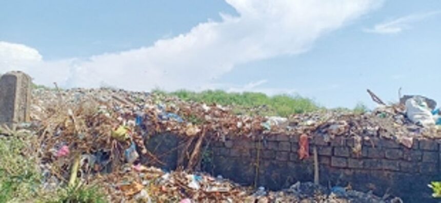Shrubs cover Sada garbage dump 1 Shrubs cover Sada garbage dump