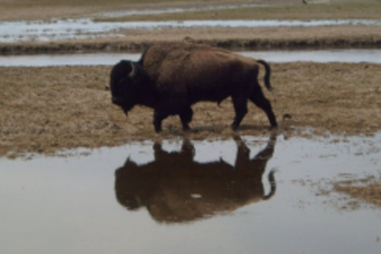 Sightings of bison, wild boar in Molcornem village on the rise