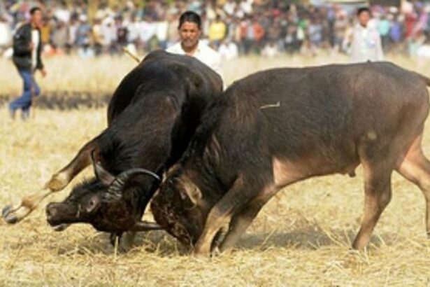 Since 2018, 46 bullfight cases filed, 88 persons arrested