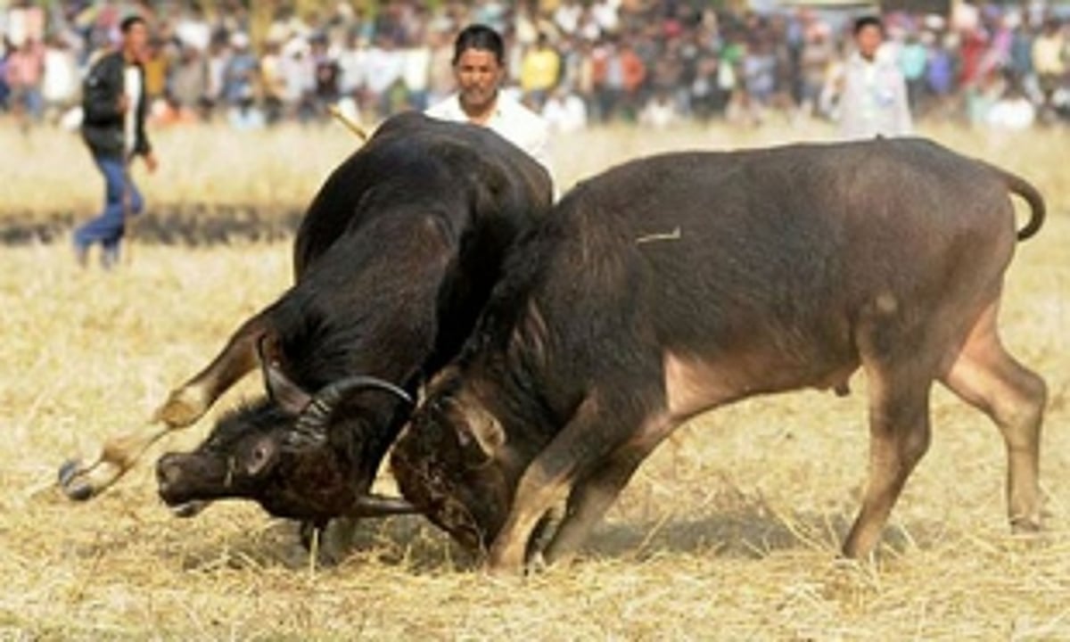 Since 2018, 46 bullfight cases filed, 88 persons arrested
