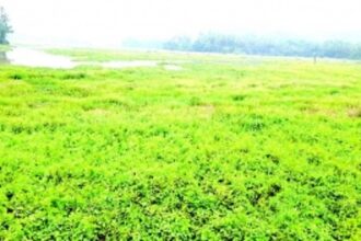 Siolim-Sodiem BMC to petition NGT over  destruction of fields, forests in village