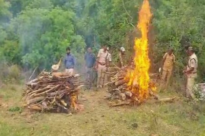 Six Detained After Poisoning Kills Tigress and Four Cubs in Karnataka’s Male Mahadeshwara Hills