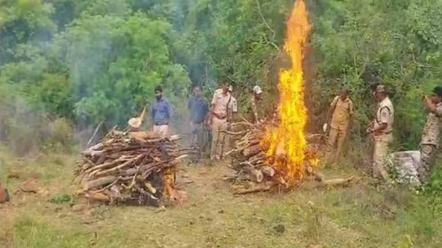 Six Detained After Poisoning Kills Tigress and Four Cubs in Karnataka’s Male Mahadeshwara Hills 1 Six Detained After Poisoning Kills Tigress and Four Cubs in Karnataka’s Male Mahadeshwara Hills