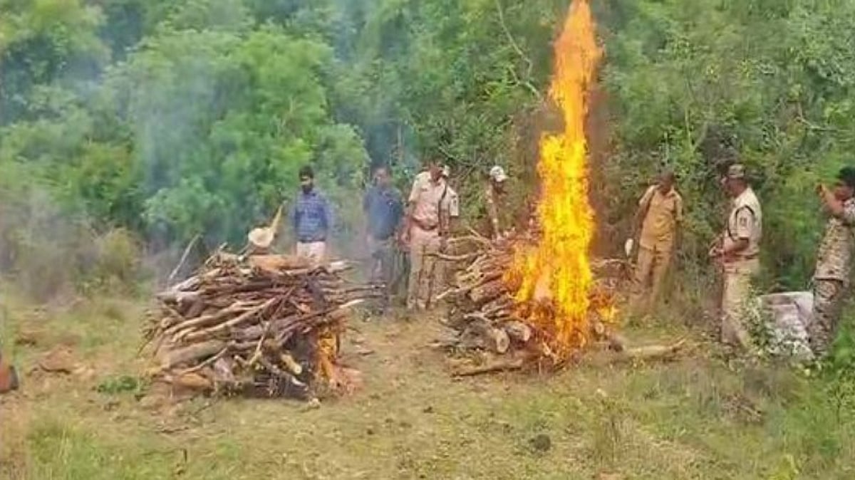 Six Detained After Poisoning Kills Tigress and Four Cubs in Karnataka’s Male Mahadeshwara Hills