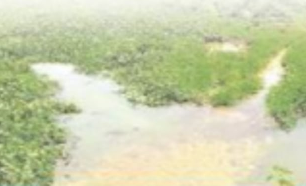 Slew of agro-projects planned for  neglected farmlands in  Chinchinim-Deussua village