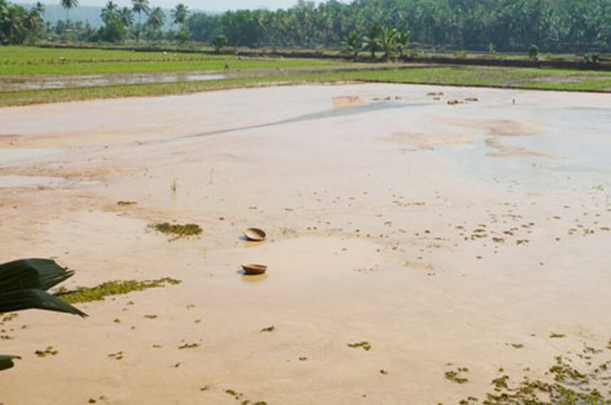 Sludge formation which has taken place in the paddy fields at Quelossim