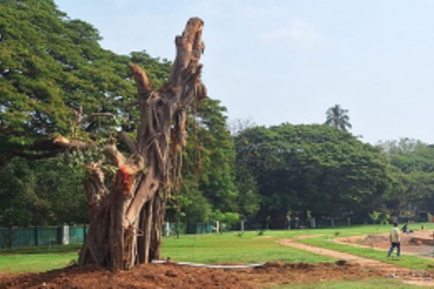 Smart City Officials ‘trans locate’ Panjim’s lungs by ‘butchering’ 200-yr-old tree