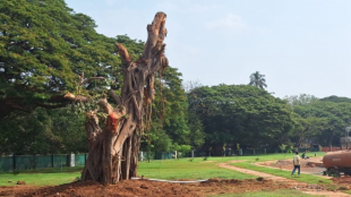 Smart City Officials ‘trans locate’ Panjim’s lungs by ‘butchering’ 200-yr-old tree