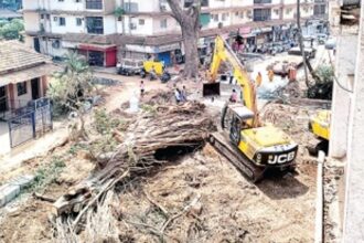 Smart City officials ‘trans locate’ Panjim’s lungs  by ‘butchering’ 200-yr-old tree