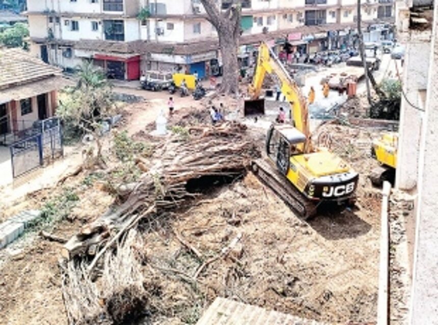 Smart City officials ‘trans locate’ Panjim’s lungs  by ‘butchering’ 200-yr-old tree